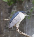 Close up Black Crowned Night Heron, Nycticorax nycticoras sitting on bare tree branche, selective focus