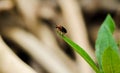 Closeup of black Cucurbit Beetle on green leaf