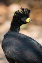 Close-up of black curassow with turned head Royalty Free Stock Photo