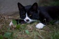 Close-up of a black cute cat with white spots lying on green grass near stone wall in the daytime Royalty Free Stock Photo