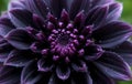 Deep Purple Dahlia Close-Up Royalty Free Stock Photo