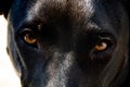 Close-up of black dog with brown eyes Royalty Free Stock Photo