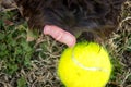 Close up of black dog licking nose with a tennis ball by mouth Royalty Free Stock Photo