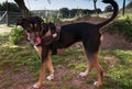 close up of a black drug k9 dog similar to rottweiler breed posing in front of the camera