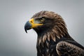 A close up of a black eagle Royalty Free Stock Photo