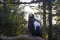 Close up of a black eagle with a white color on his wing sitting and looking in a camera with a trees on background. Royalty Free Stock Photo