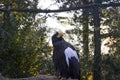 Close up of a black eagle with a white color on his wing sitting and looking in the sky with a trees on background. Royalty Free Stock Photo