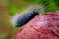 Close-up Black Eupterote testacea Walker hang on the tree