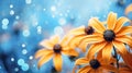 Close up of black eyed susan blooming on a light blue background