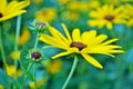 Close up of a black eyed susan daisy flower in my backyard garden Royalty Free Stock Photo