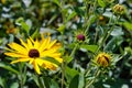 Close up of a black eyed susan daisy flower in my backyard garden Royalty Free Stock Photo