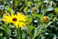 Close up of a black eyed susan daisy flower in my backyard garden Royalty Free Stock Photo