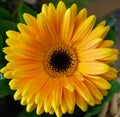 Close up of a black eyed susan daisy flower in my backyard garden Royalty Free Stock Photo