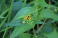 Close up of a Black Eyed Susan flower bud beginning to unfurl its petals Royalty Free Stock Photo