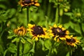 Close up of black-eyed susan flowers Royalty Free Stock Photo