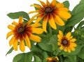 Close up of Black Eyed Susan flowers