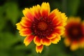 Close up of black-eyed susan flowers in the garden Royalty Free Stock Photo