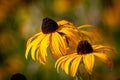 Pretty Rudbeckia Hirta flowers, commonly known as Black-eyed Susan, in bloom in September Royalty Free Stock Photo