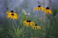 Black Eyed Susan Flowers Blue Background Royalty Free Stock Photo