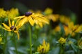 Close-up of Black-eyed Susan