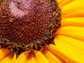 Close-up of Black-eyed Susan or Rudbeckia flower head Royalty Free Stock Photo