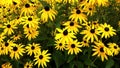 Close up of Black Eyed Susan - Rudbeckia Hirta flowers Royalty Free Stock Photo