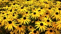 Close up of Black Eyed Susan - Rudbeckia Hirta flowers Royalty Free Stock Photo