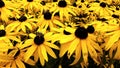 Close up of Black Eyed Susan - Rudbeckia Hirta flowers Royalty Free Stock Photo
