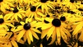 Close up of Black Eyed Susan - Rudbeckia Hirta flowers Royalty Free Stock Photo