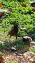 Close-up of black-eyed and yellow-billed scythe walking on grass outdoor nature concept animal in tropical forest