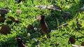 Close-up of black-eyed and yellow-billed scythe walking on grass outdoor nature concept animal in tropical forest