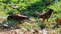 Close-up of black-eyed and yellow-billed scythe walking on grass outdoor nature concept animal in tropical forest