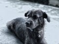 Close up black face dog feeling down and lonely, itÃ¢â¬â¢s waiting for owner with hopeful, beautiful hairy dog, the eyes concentrate.