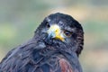 Portrait of a black falcon