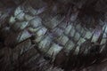 Close-up of black feathers of Cemani chicken Royalty Free Stock Photo