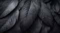 Close-up of black feathers with water droplets. Elegant, textured background for design Royalty Free Stock Photo