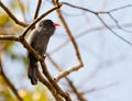 Close-up of Black-fronted Nunbird