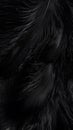 Dark Black Feather Texture Background Close-up. Royalty Free Stock Photo