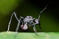 Close up of black garden ant Lasius niger on a leaf Royalty Free Stock Photo