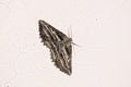 Geometridae moth