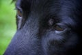 Close up of black german shepherd eyes Royalty Free Stock Photo