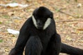 Close up of black gibbon white-cheeked gibbon sitting Royalty Free Stock Photo