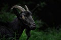 Close-up of a Black Goat in a Dark Green Field Royalty Free Stock Photo