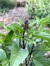 black and green leaves of sweet basil plant in a garden Royalty Free Stock Photo