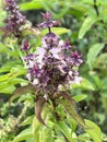 a black and green leaves of sweet basil plant in a garden Royalty Free Stock Photo