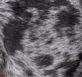 Close-up of the black and grey Brindle hair of a french bullldog