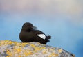 Close up of Black guillemot perching on a rock Royalty Free Stock Photo