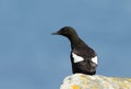 Close-up of a Black guillemot sitting on a rock Royalty Free Stock Photo