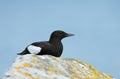 Close-up of a Black guillemot sitting on a rock Royalty Free Stock Photo