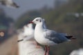 Close up of a black headed Gull Royalty Free Stock Photo